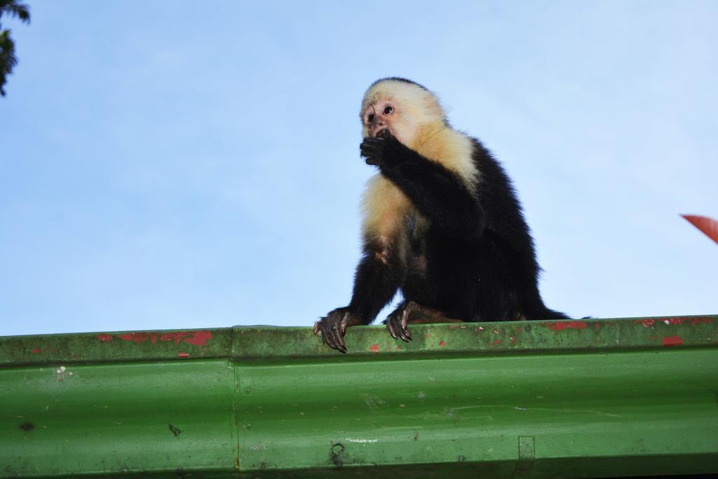 Santa Elena Hostel Resort Monteverde ภายนอก รูปภาพ